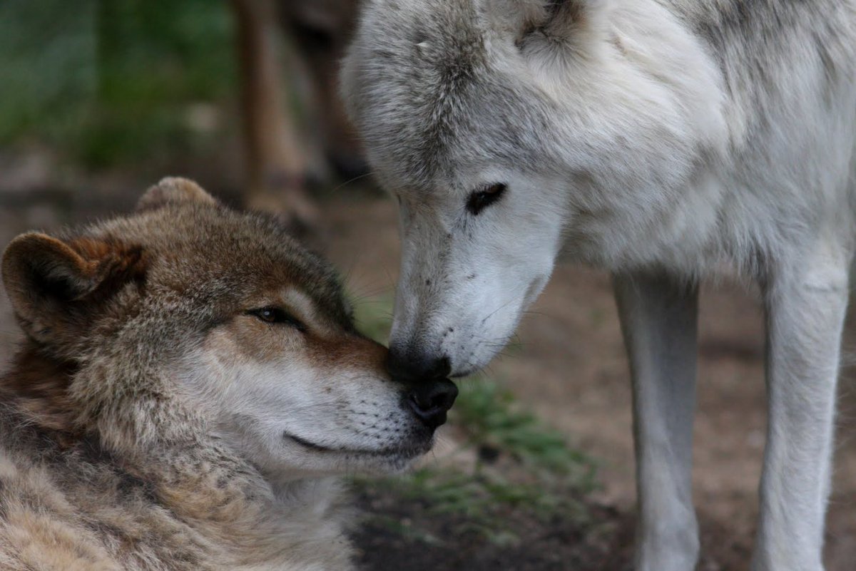 фото любви волков
